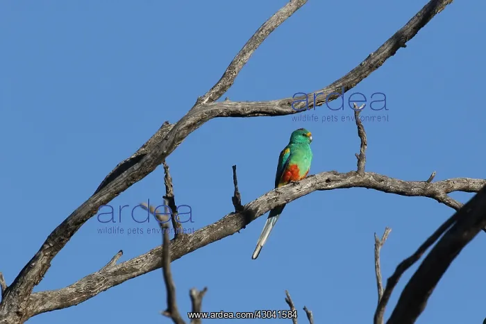  : Mulga Parrot male Mulga Parrot male
