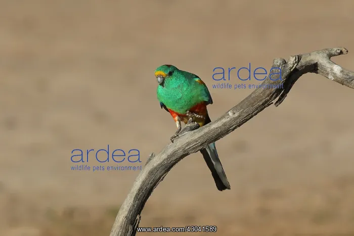  : Mulga Parrot male Mulga Parrot male