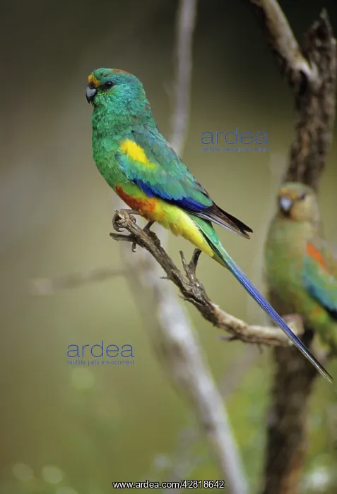 : Mulga Parrot - Male. Usually lives close to water : Mulga Parrot - Male. Usually lives close to water