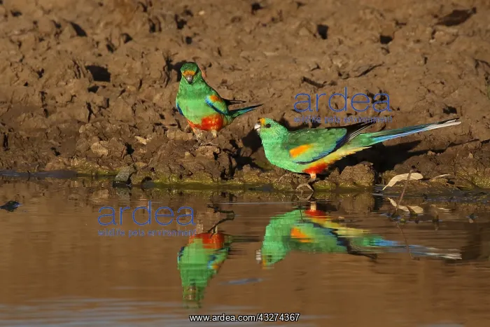  : Mulga Parrots A4193 2