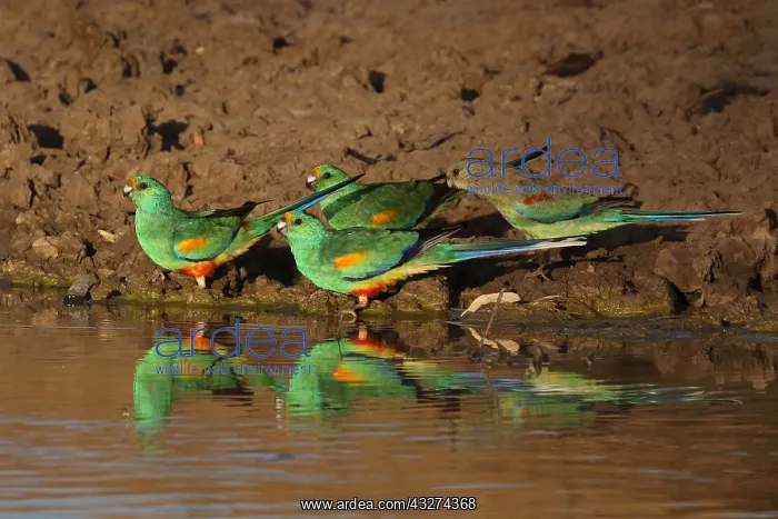  : Mulga Parrots A4199 2