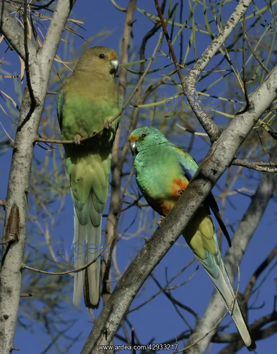: Mulga Parrots - Male and Female : Mulga Parrots - Male and Female