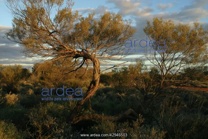 : Mulga Trees : Mulga Trees