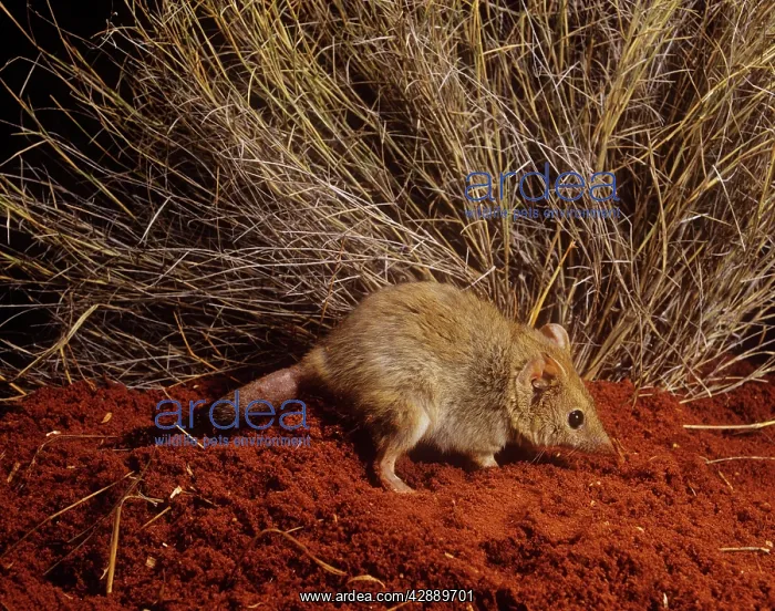 : Mulgara / Crest-tailed Marsupial Mouse : Mulgara / Crest-tailed Marsupial Mouse