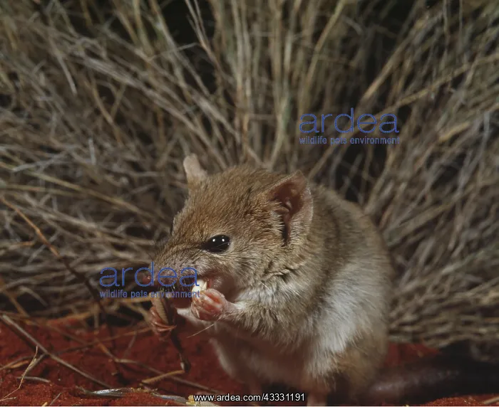: Mulgara-crest-tailed Marsupial MOUSE : Mulgara-crest-tailed Marsupial MOUSE