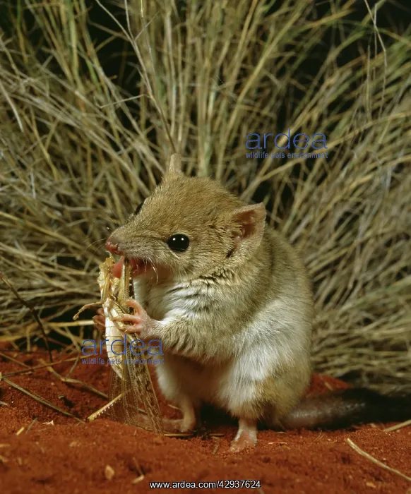 : Mulgara / Crest-tailed marsupial mouse (Dasycercus : Mulgara / Crest-tailed marsupial mouse (Dasycercus