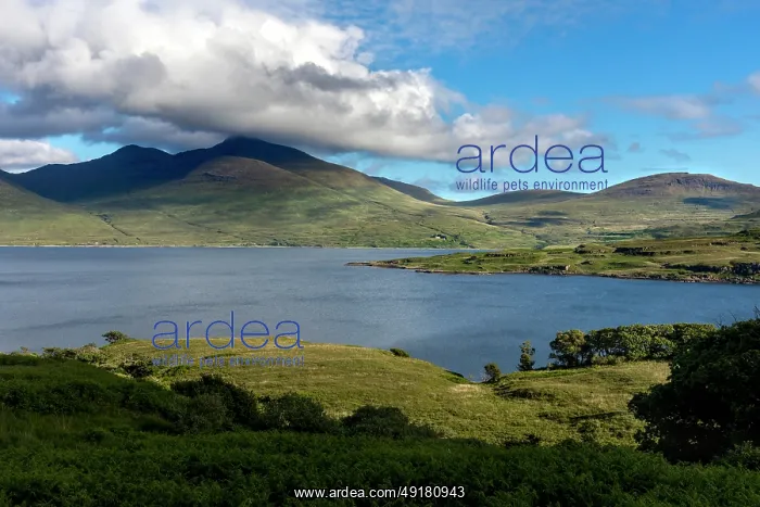  : Mull - Loch na Keal View - Scotland - UK
