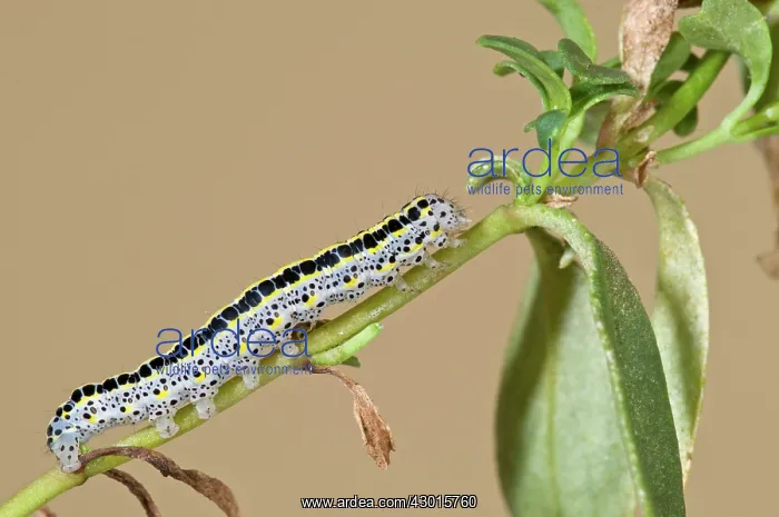 : Mullein Moth caterpillar : Mullein Moth caterpillar