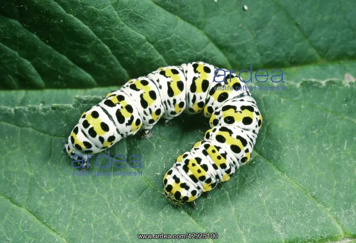 : Mullein Moth - Caterpillar on leaf : Mullein Moth - Caterpillar on leaf