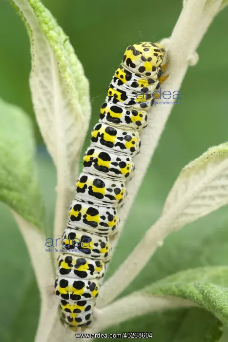 : Mullein Moth Larva - Norfolk UK : Mullein Moth Larva - Norfolk UK