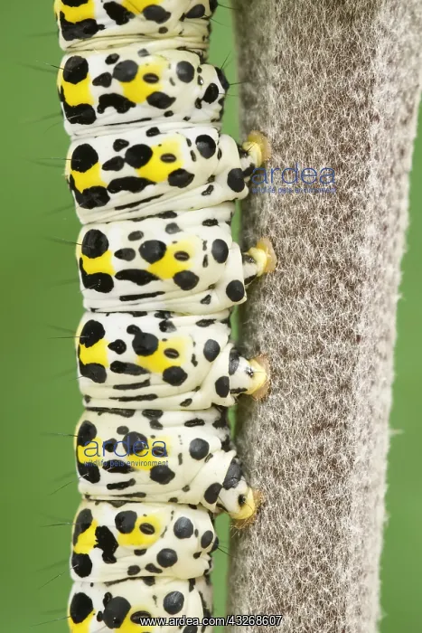 : Mullein Moth Larva - Norfolk UK : Mullein Moth Larva - Norfolk UK