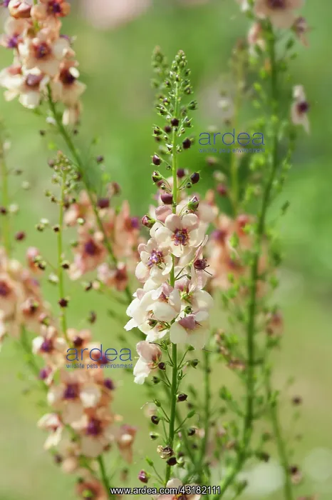 : Mullein, Verbascum Southern Charm, Side view of : Mullein, Verbascum Southern Charm, Side view of