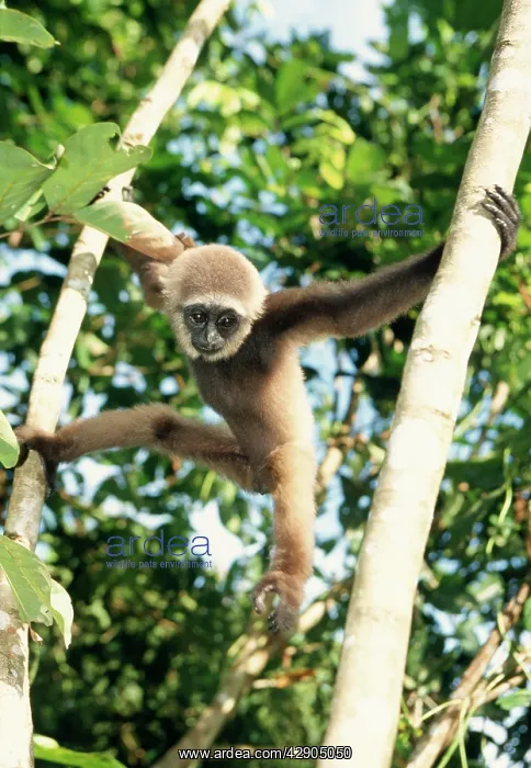 : MullerIs Gibbon - climbing in tree : MullerIs Gibbon - climbing in tree