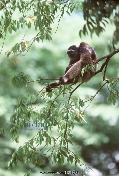 : Muller's / Bornean GIBBON : Muller's / Bornean GIBBON