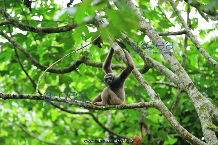 : Muller's Bornean Gibbon / Grey Gibbon Tabin Wildlife : Muller's Bornean Gibbon / Grey Gibbon Tabin Wildlife