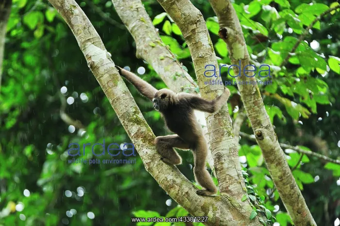 : Muller's Bornean Gibbon / Grey Gibbon Tabin Wildlife : Muller's Bornean Gibbon / Grey Gibbon Tabin Wildlife
