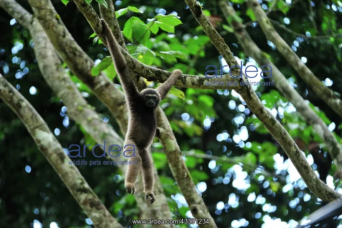 : Muller's Bornean Gibbon / Grey Gibbon Tabin Wildlife : Muller's Bornean Gibbon / Grey Gibbon Tabin Wildlife