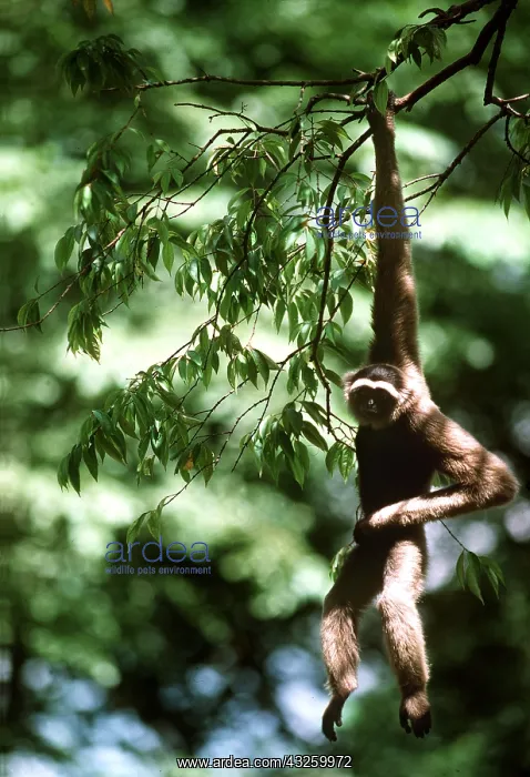 : Muller's / Bornean GIBBON - hanging from branch : Muller's / Bornean GIBBON - hanging from branch