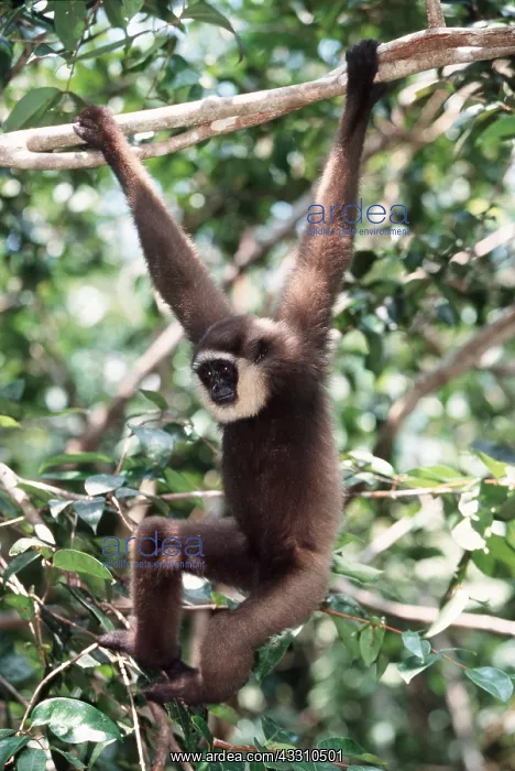 : Muller's  /  Bornean GIBBON - hangs on branch