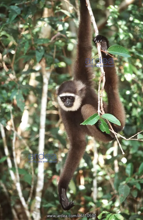 : Muller's / Bornean GIBBON - hangs on branch : Muller's / Bornean GIBBON - hangs on branch