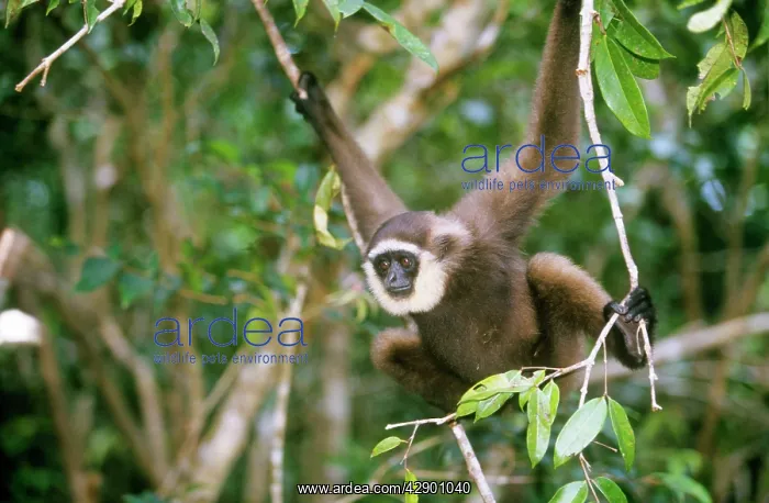  : Muller's Gibbon