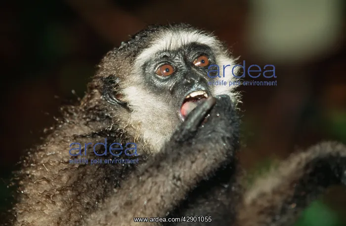 : Muller's Gibbon : Muller's Gibbon