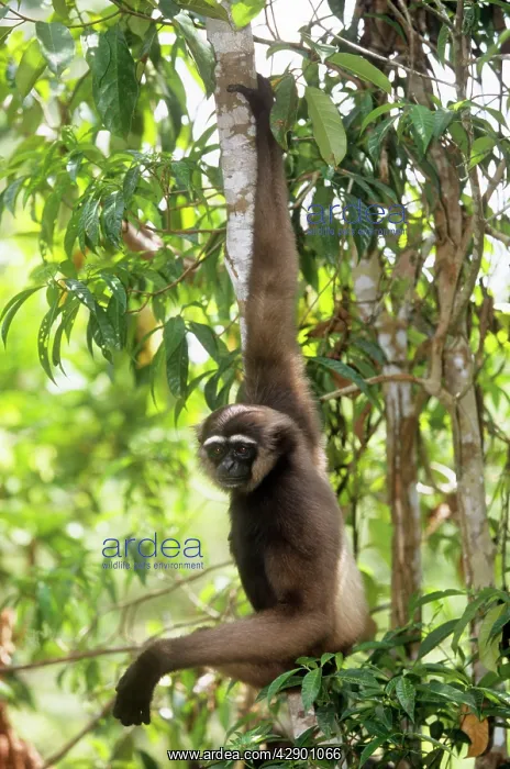 : Muller's Gibbon : Muller's Gibbon