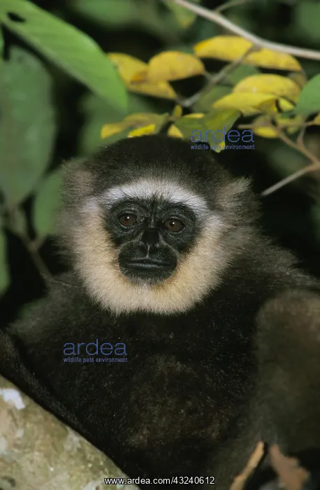 : Muller's Gibbon (hylobates muelleri), Portrait of : Muller's Gibbon (hylobates muelleri), Portrait of