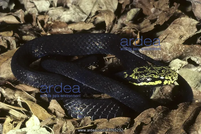 : Muller's Golden Crown Snake : Muller's Golden Crown Snake