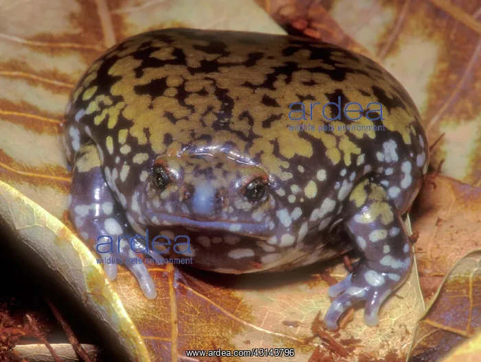 : Muller's Termite Frog : Muller's Termite Frog