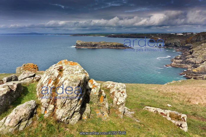 : Mullion Cliffs - view towards Porthleven : Mullion Cliffs - view towards Porthleven