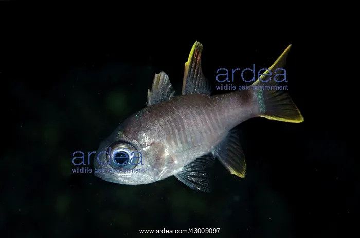 : Multi-barred Cardinalfish during night dive Batu : Multi-barred Cardinalfish during night dive Batu