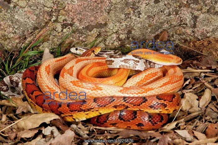 : Multi Color Phase Corn Snakes, Elaphe guttata : Multi Color Phase Corn Snakes, Elaphe guttata
