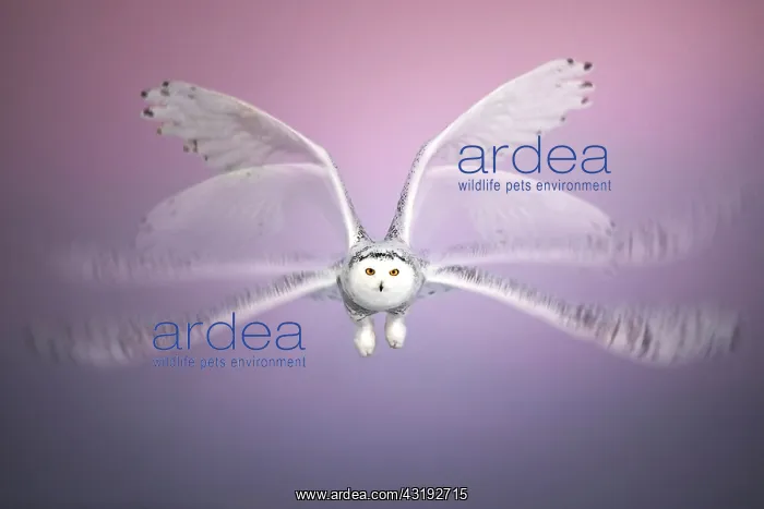 : Multi-exposures of Canadian snowy owl (Bubo scandiacus) : Multi-exposures of Canadian snowy owl (Bubo scandiacus)