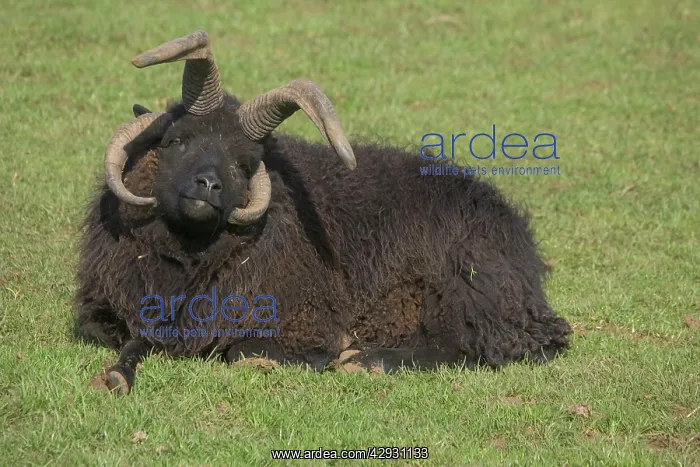 : Multi-horned Hebridean sheep (ram) : Multi-horned Hebridean sheep (ram)