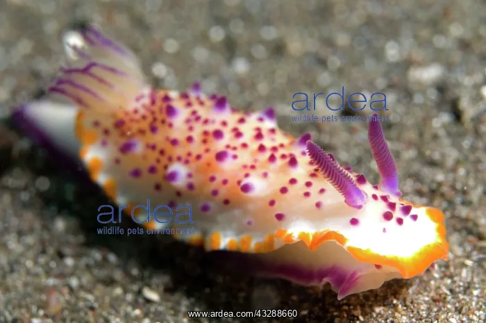 : Multi-pustuled Mexichromis Nudibranch : Multi-pustuled Mexichromis Nudibranch