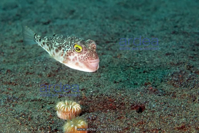 : Multi-spotted toadfish (Torquigener pallimaculatus) swimming over the sand : Multi-spotted toadfish (Torquigener pallimaculatus) swimming over the sand
