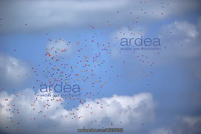  : Multicolored balloons in sky