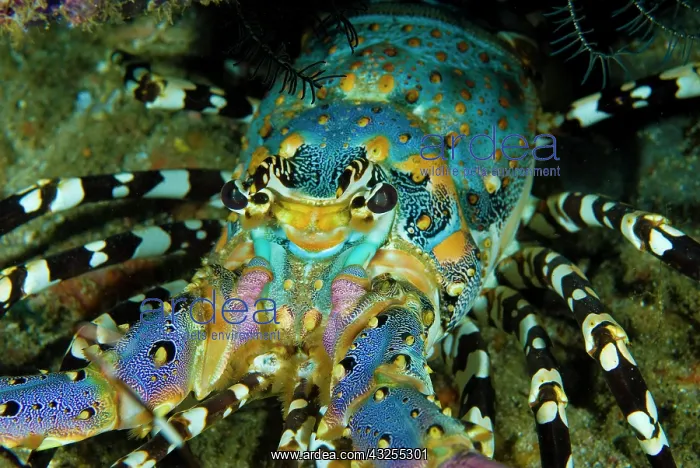 : Multicolored lobster (Panulirus ornatus) : Multicolored lobster (Panulirus ornatus)
