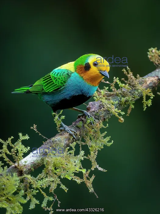 : Multicolored Tanager (Chlorochrysa nitidissima), Colombia : Multicolored Tanager (Chlorochrysa nitidissima), Colombia