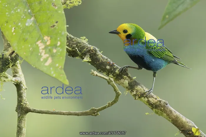 : Multicolored Tanager (Chlorochrysa nitidissima) perched on a branch in Colombia : Multicolored Tanager (Chlorochrysa nitidissima) perched on a branch in Colombia
