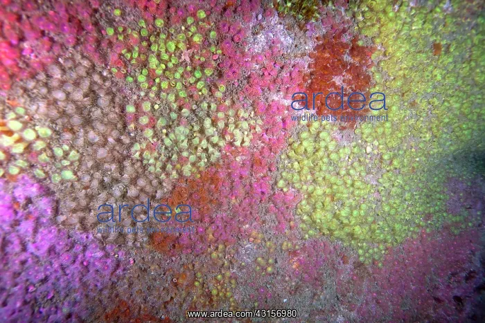 : A multicoloured wall of Jewel Anemones : A multicoloured wall of Jewel Anemones