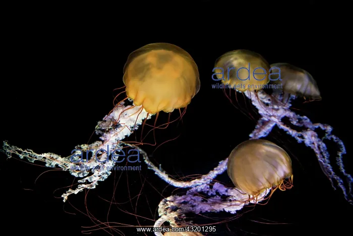 : Multiple Compass jellyfish (Chrysaora hysoscella) : Multiple Compass jellyfish (Chrysaora hysoscella)