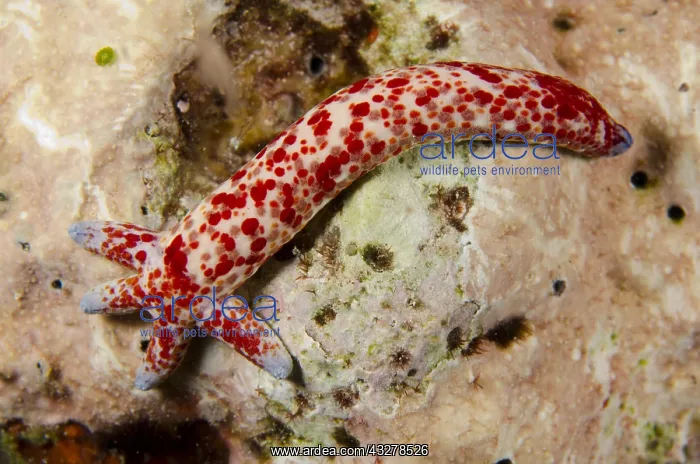 : Multipore Sea Star (Linckia multifora), regrowing : Multipore Sea Star (Linckia multifora), regrowing