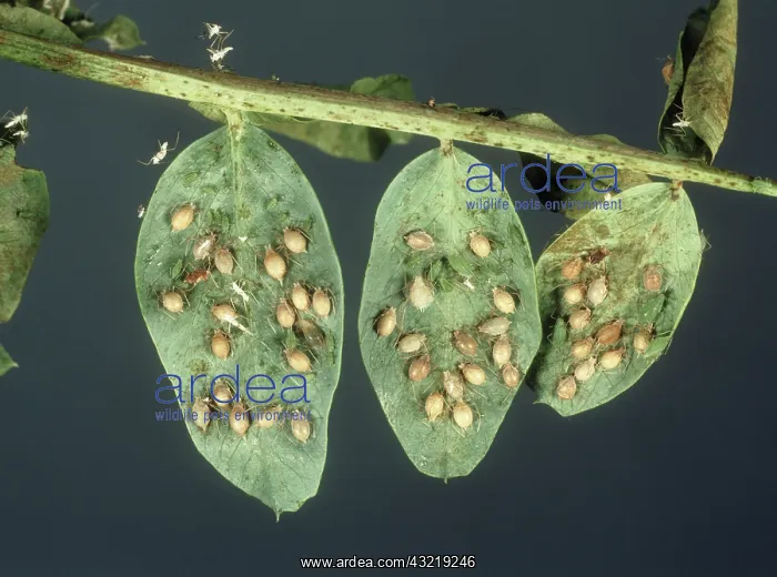 : Mummified Pea aphids : Mummified Pea aphids