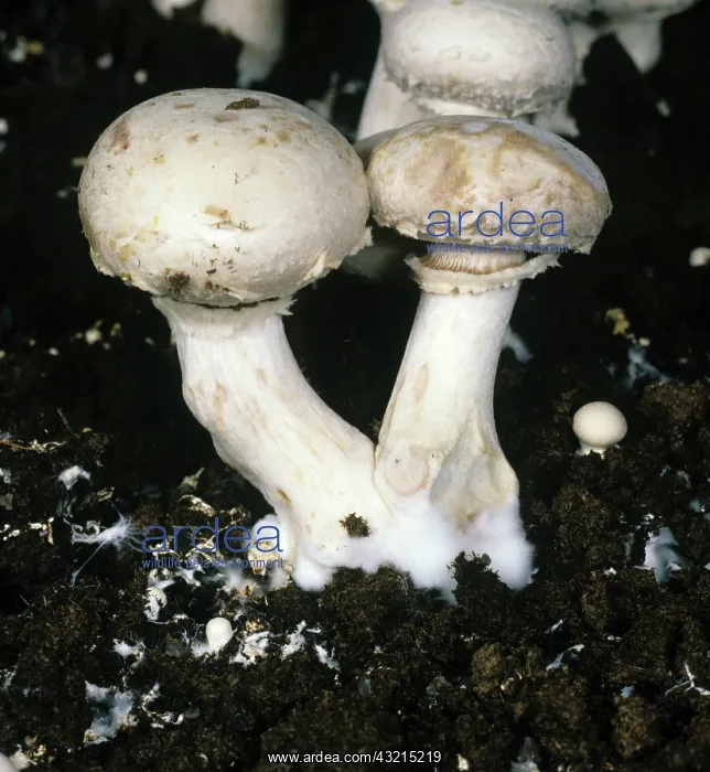 : Mummy Disease damage to mushrooms : Mummy Disease damage to mushrooms