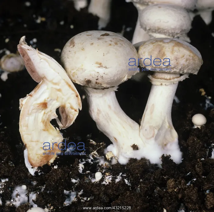 : Mummy Disease in mushrooms : Mummy Disease in mushrooms