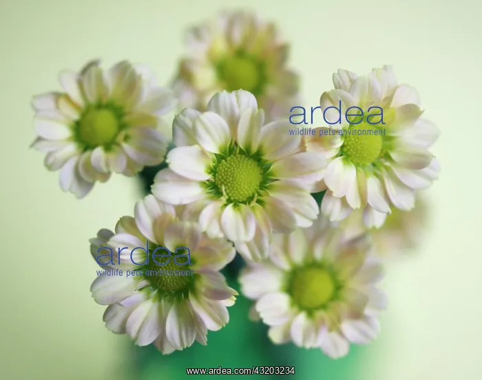 : Mums or Chrysanthemums (Asteraceae) in green vase : Mums or Chrysanthemums (Asteraceae) in green vase