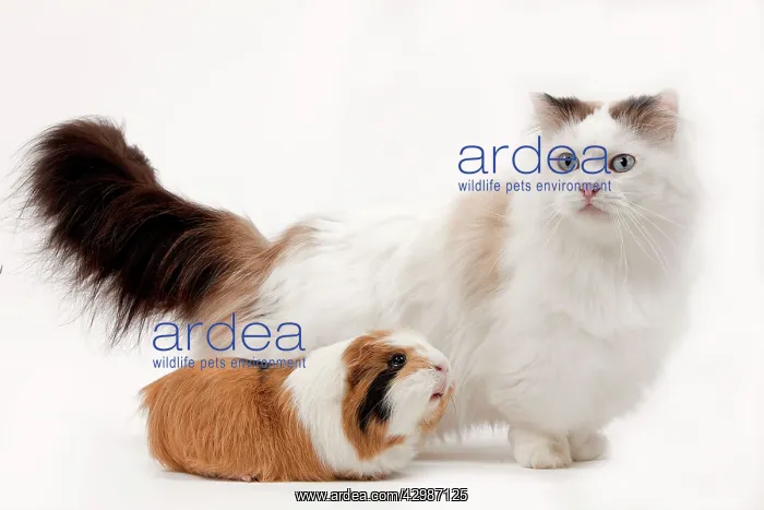 : Munchkin Cat - & Guinea Pig : Munchkin Cat - & Guinea Pig