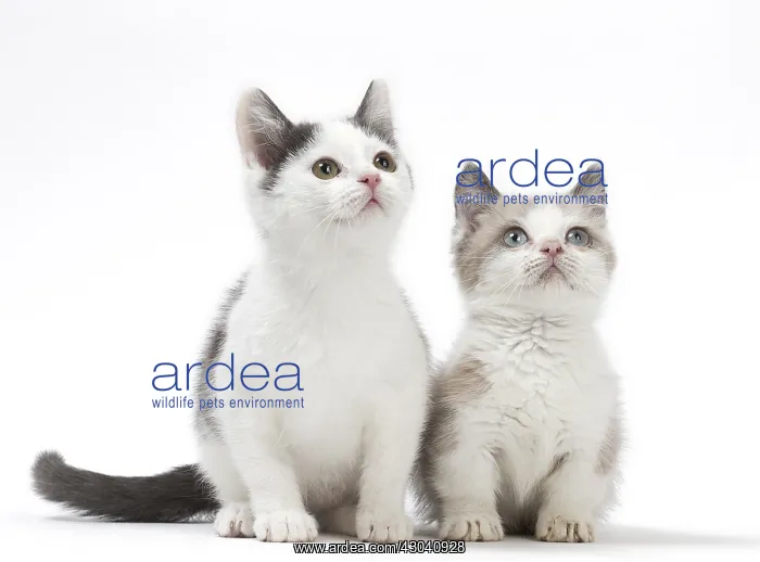 : Munchkin cat and kitten in the studio
